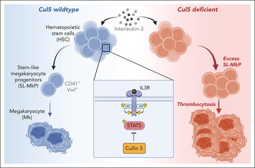 The role of Cul5 in megakaryopoiesis. HSCs are capable of rapidly differentiating into Mk via a subset of CD41+ VWF+ HSC-like cells termed stemlike megakaryocyte progenitors (SL-MkPs). SL-MkPs, in turn, differentiate into Mk. This pathway serves as a demand-adapted mechanism for rapid platelet production in response to inflammation and other cues. Cul5, which serves as a scaffold for CRL complexes, regulates this process via suppression of IL-3–mediated activation of STAT5. In its absence, IL-3 signaling triggers excess expansion of SL-MkPs and subsequent thrombocytosis. IL-3R, IL-3 receptor. Figure created with BioRender.com.