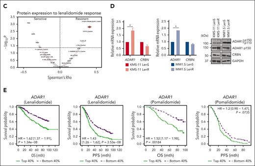 High ADAR1 expression is associated with resistance to IMiDs. (A) Western blot analysis of whole-cell lysates for the effect of lenalidomide (1 or 10 μM) on CRBN, IKZF1/3, IRF4, MYC, and PARP in isogenic KMS-11 and MM1.S LenR cells after 72 hours of treatment (left). The bar graphs (right) summarize the levels of IKZF1, IKZF3, IRF4, MYC, and cleaved-PARP, normalized to GAPDH, with quantification performed using ImageJ. (B) Flow cytometric analysis of apoptosis in isogenic KMS-11 and MM1.S LenR cells treated with lenalidomide (10 μM) for 6 days. Representative apoptosis plots and quantification, based on annexin V/Propidium Iodide (PI) staining, are shown. (C) Volcano plot showing the correlation between protein expression levels and responses to lenalidomide in hematopoietic and lymphoid cancer tissues (n = 58), including MM cell lines from the MD Anderson Cancer Center cell lines project dataset. The horizontal line represents the significance threshold at P = 0.05 level. (D) Expression levels of ADAR1 and CRBN in isogenic KMS-11 and MM1.S LenR cells validated by quantitative reverse transcription polymerase chain reaction (qRT-PCR) (left) and western blot (right). Blot with ADAR1 p150 and ADAR1 p110 was probed with ab88574 (Abcam) and the blot with only ADAR1 p150 was immunoblotted with ab126745 (Abcam). (E) Kaplan-Meier analysis of overall survival (OS) and progression-free survival (PFS) in patients with MM with high vs low ADAR1 expression who received either lenalidomide-based (n = 927) or pomalidomide-based (n = 239) treatments from the CoMMpass study (IA21 release). Survival curves were generated by splitting patients into top 40% and bottom 40% groups based on ADAR1 expression values. Survival analysis was performed using Cox proportional hazard method with the log2-transformed gene expression profile, where the hazard ratio (HR), confidence interval, and P values were indicated. Data are presented as mean ± standard deviation (SD) of biological triplicates. Statistical significance is denoted by ∗P ≤ 0.05; ∗∗P ≤ 0.01; ∗∗∗P ≤ 0.001 as determined by two-tailed Student t-test. DMSO, dimethyl sulfoxide; Len, lenalidomide; OS, overall survival; PFS, progression-free survival.