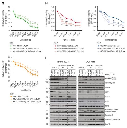 ADAR1 reduces IMiD sensitivity in MM cells in an RNA editing–dependent manner. (A) Cell viability of ADAR1-KD RPMI-8226 and OCI-MY5 cells at 6 days after treatment with increasing concentration of lenalidomide, determined by CellTiter-Glo (CTG) assay. The 50% inhibitory concentration (IC50) values were computed with CompuSyn following Chou-Talalay method. (B) Colony formation assay of ADAR1-KD RPMI-8226 and OCI-MY5 cells in methylcellulose-based media, treated with lenalidomide (1 or 10 μM) over 14 days. (C) Apoptosis analysis in ADAR1-KD RPMI-8226 and OCI-MY5 cells treated with lenalidomide (1 or 10 μM) for 6 days, detected using annexin V/PI staining by flow cytometry. (D) Western blot analysis of whole-cell lysates for the effect of lenalidomide (1 or 10 μM) on the total ADAR1 (ab88574; Abcam), ADAR1 p150 (ab126745; Abcam), CRBN, IKZF1/3, IRF4, MYC, PARP, and cleaved caspase-3 from ADAR1-KD RPMI-8226 and OCI-MY5 cells after 144 hours (6 days) of treatment. (E) Western blot validation of the OE of ADAR1 p150 WT (ADAR1 p150-WT) or ADAR1 p150 catalytic DeAD mutant (ADAR1 p150-DeAD) in KMS-11 and MM1.S cells. Blot with ADAR1 p150 and ADAR1 p110 was probed with ab88574 (Abcam) and the blot with only ADAR1 p150 was immunoblotted with ab126745 (Abcam). (F) Sanger sequencing chromatograms illustrating the RNA editing levels of ADAR1 target genes (MAGT1 and SRP9) in KMS-11 and MM1.S cells in response to ADAR1 p150 OE (EV, ADAR1 p150-WT, and ADAR1 p150-DeAD). Percentages denote the editing frequencies of the corresponding editing site indicated by the arrow. (G) Cell viability of ADAR1 p150-overexpressed KMS-11 and MM1.S cells at 6 days after treatment with increasing concentration of lenalidomide, determined by CTG assay. The IC50 values were computed with CompuSyn following Chou-Talalay method. (H) Cell viability of ADAR1-KD RPMI-8226 and OCI-MY5 cells at 6 days after treatment with increasing concentration of pomalidomide, determined by CTG assay. The IC50 values were computed with CompuSyn following Chou-Talalay method. (I) Western blot analysis of whole-cell lysates for the effect of pomalidomide (0.1 or 1 μM) on the total ADAR1 (ab88574; Abcam), ADAR1 p150 (ab126745; Abcam), CRBN, IKZF1/3, MYC, PARP, and cleaved caspase-3 from ADAR1-KD RPMI-8226 and OCI-MY5 cells after 144 hours (6 days) of treatment. Data are presented as mean ± SD of biological triplicates. Significance differences were determined by two-tailed Student t test and for the line bracket by 1-way analysis of variance (ANOVA) with Tukey post hoc test. Statistical significance is denoted by ∗P ≤ 0.05; ∗∗P ≤ 0.01; ∗∗∗P ≤ 0.001. DeAD, catalytic deaminase domain mutant; EV, empty vector; Pom, pomalidomide; WT, wild-type.