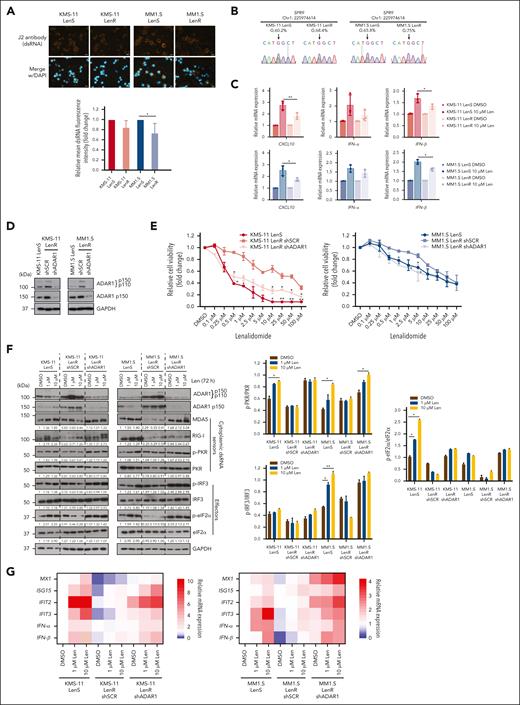 ADAR1 promotes lenalidomide resistance in LenR cells. (A) Immunofluorescence analysis of cellular dsRNA with J2 antibody in isogenic KMS-11 and MM1.S LenR cells (top). Orange-red fluorescence indicates dsRNA signals, and blue fluorescence indicates DAPI staining. Scale bars represent 20 μm. Bar graph quantification of the relative mean cytoplasmic dsRNA fluorescence intensity (bottom). (B) Sanger sequencing chromatograms illustrating the RNA editing levels of an ADAR1 target gene (SRP9) in isogenic KMS-11 and MM1.S LenR cells. Percentages denote the editing frequencies of the corresponding editing site indicated by the arrow. (C) Relative mRNA expression of CXCL10, IFN-α, and IFN-β in isogenic KMS-11 and MM1.S LenR cells after treatment with lenalidomide (10 μM) for 72 hours, determined by qRT-PCR. (D) Western blot validation of the effect of ADAR1 shRNA KD in KMS-11 and MM1.S LenR cells. Blot with ADAR1 p150 and ADAR1 p110 was probed with ab88574 (Abcam), and the blot with only ADAR1 p150 was immunoblotted with ab126745 (Abcam). (E) Cell viability of ADAR1-KD KMS-11 and MM1.S LenR cells at 6 days after treatment with increasing concentration of lenalidomide, determined by CTG assay. (F) Western blot analysis of whole-cell lysates for total ADAR1 (ab88574; Abcam), ADAR1 p150 (ab126745; Abcam), and the dsRNA sensors-mediated signaling in ADAR1-KD KMS-11 and MM1.S LenR cells after treatment with lenalidomide (1 μM or 10 μM) for 72 hours (left). The bar graphs (right) summarize p-PKR, p-IRF3 and p-eIF2α band intensities normalized to GAPDH and total protein content, quantified via ImageJ. Densitometry analyses for the relative protein expression normalized to GAPDH are displayed below the western blots. (G) Heat map showing the normalized mRNA expression of ISGs and (IFNs: IFN-α and IFN-β) in ADAR1-KD KMS-11 and MM1.S LenR cells treated with lenalidomide (10 μM) for 72 hours, determined by qRT-PCR. Data are presented as mean ± SD of biological triplicates. Statistical significance is denoted by ∗P ≤ 0.05; ∗∗P ≤ 0.01, as determined by two-tailed Student t test.
