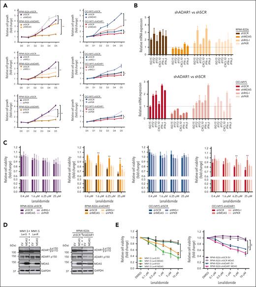MDA5 activation enhances lenalidomide sensitivity in ADAR1-deficient MM cells. (A) Cell growth curves of MDA5-KD, RIG-I-KD, or PKR-KD in ADAR1-KD RPMI-8226 and OCI-MY5 cells over 5 days, determined using CTG assay. (B) Relative mRNA expression of ISGs and IFNs (IFN-α and IFN-β) in MDA5-KD, RIG-I-KD, or PKR-KD in ADAR1-KD RPMI-8226 and OCI-MY5 cells, determined by qRT-PCR and compared against their respective shSCR. (C) Cell viability of MDA5-KD, RIG-I-KD, or PKR-KD in ADAR1-KD RPMI-8226 and OCI-MY5 cells at 6 days after treatment with increasing concentration of lenalidomide, determined by CTG assay. (D) Western blot validation of the OE of MDA5 in KMS-11 and MM1.S LenR cells. Blot with ADAR1 p150 and ADAR1 p110 was probed with ab88574 (Abcam), and the blot with only ADAR1 p150 was immunoblotted with ab126745 (Abcam). (E) Cell viability of MDA5-overexpressing KMS-11 and MM1.S LenR cells at 6 days after treatment with increasing concentration of lenalidomide, determined by CTG assay. Data are presented as mean ± SD of biological triplicates. Significance differences were determined by two-tailed Student t test and for the line bracket by one-way ANOVA with Tukey post hoc test. Statistical significance is denoted by ∗P ≤ 0.05; ∗∗P ≤ 0.01.