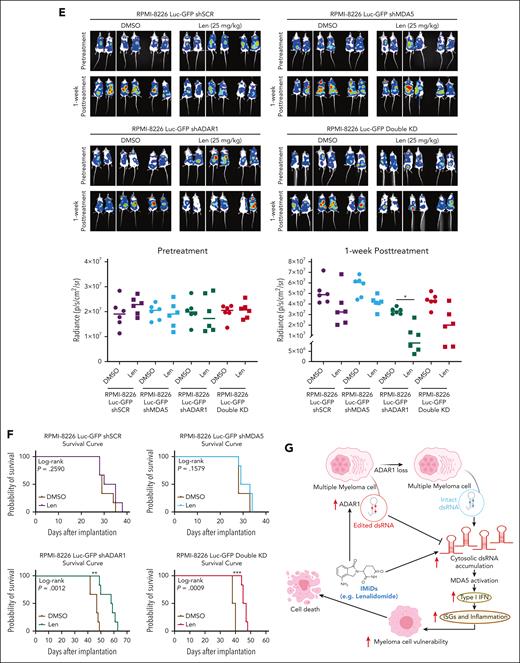 ADAR1 inhibition enhances lenalidomide sensitivity in vivo in MM mouse models. (A) Tumor growth profiles of RPMI-8226-isogenic cells with differential ADAR1 and MDA5 expression in subcutaneous MM xenograft models. Double-KD represents concurrent ADAR1 and MDA5 KD. Once tumors reached 150 mm3, mice were administered with lenalidomide (25 mg/kg) or DMSO (vehicle control) intraperitoneally, for four consecutive days per week for two weeks (n = 6 mice per group). Significant differences were determined by two-tailed Student t test. (B) Tumor volume and weight of tumors isolated from the respective isogenic RPMI-8226 subcutaneous xenograft mice groups after two weeks of lenalidomide treatment (25 mg/kg). Significant differences were determined by two-tailed Student t test. (C) Western blot analysis of tumor lysates from RPMI-8226 subcutaneous xenografts, assessing levels of total ADAR1 (ab88574; Abcam), ADAR1 p150 (ab126745; Abcam), MDA5, PARP, and cleaved caspase-3 after two weeks of lenalidomide treatment (25 mg/kg). #1 #2 #3 refer to the tumors isolated from the different respective isogenic RPMI-8226 subcutaneous xenograft mice (shSCR, shMDA5, shADAR1, and Double KD) at two weeks after lenalidomide treatment (25 mg/kg). (D) Relative mRNA expression of ISGs and IFNs (IFN-α and IFN-β) in tumors isolated from the respective isogenic RPMI-8226 subcutaneous xenograft mice groups after two weeks posttreatment with lenalidomide (25 mg/kg), determined by qRT-PCR. Data are presented as mean ± SD of biological triplicates. Significant differences were determined by two-tailed Student t test. (E) Bioluminescence imaging of total body bioluminescence in intravenous (IV) disseminated xenografts with RPMI-8226 firefly luciferase-green fluorescent protein (Luc-GFP)–isogenic cells at pretreatment (day 0 of DMSO/lenalidomide randomization) and one week after treatment of DMSO/lenalidomide treatment (25 mg/kg). Significant differences were determined by 2-tailed Student t test. (F) Kaplan-Meier survival curves of the IV disseminated xenografts transplanted with RPMI-8226 Luc-GFP-isogenic cells treated with lenalidomide (25 mg/kg) or DMSO control for one week. OS was followed till mice were humanely euthanized at the first sign of morbidity. IV disseminated xenograft mice survival curves were analyzed using the Mantel-Cox log-rank test. Statistical significance is denoted by ∗P ≤ 0.05; ∗∗P ≤ 0.01; ∗∗∗P ≤ 0.001. (G) Proposed model of mechanism underlying the role of ADAR1 in regulating resistance to IMiDs in MM. Increased levels of ADAR1 in MM cells suppress IMiD-induced dsRNA-sensing pathways through RNA editing, which destabilizes dsRNA and limits their recognition by dsRNA sensors. In contrast, ADAR1 loss sensitizes myeloma cells to IMiD (lenalidomide) by activating the MDA5 dsRNA-sensing pathway, leading to increased dsRNA detection, inflammation, and IFN response.