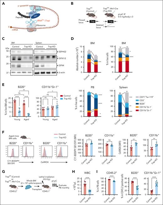 Lineage- and age-dependent effects of Trsp KO hematopoiesis. (A) Schematic representation of the pathways involved in Sec incorporation into selenoproteins. This process involves a multiprotein complex that includes tRNA Sec 1 associated protein 1 (TRNAU1AP), eukaryotic elongation factor (EEFSEC), and tRNASec isoform by SECIS binding protein 2 (SECISBP2). SECISBP2 interacts with the SECIS stem-loop element located in the 3′ untranslated region of mammalian selenoprotein mRNAs, enabling the decoding UGA Sec codons at the ribosomal acceptor site to mediate Sec incorporation into nascent polypeptide. (B) Utilization of a mouse model allowing time-dependent deletion of the tRNAsec gene (Trsp) through the Cre-loxP system in Trspfl/fl: Mx1-Cre mice. Trsp gene is flanked by loxP sequences, shown by arrowheads. Trsp excision was induced by intraperitoneal (IP) injection of pI-pC every other day for 3 times. Control mice were pI-pC–treated Trspfl/fl mice, whereas Trsp KO mice represent Trspfl/fl: Mx1-Cre mice. (C) Western blot analysis for SEPHS2, GPX1/2, and GPX4 in whole BM cells and spleen cells derived from control mice and Trsp KO mice. Filled triangles indicate target protein bands, whereas open triangles represent nonspecific bands. (D) Absolute number and frequency of CD71+Ter-119+, CD3+, B220+, CD11b+Gr-1+, and CD11b+Gr-1– cells in the BM are shown. Frequencies of CD71+Ter-119+, CD3+, B220+, CD11b+Gr-1+, CD11b+Gr-1– cells, PB, and spleen of each group are shown (n = 5 per group). (E) Frequency of B220+ and CD11b+Gr-1+ cells in the BM of each group (young represents age <20 weeks; aged, 81 weeks; n = 5 per each group). (F) Representative histograms and mean fluorescence intensity (MFI) of C11-BODIPY 581/591 and CellROX staining in B220+ or CD11b+ BM cells of aged control and Trsp KO mice (n = 5 per group; age 81 weeks). (G) Schematic representation of noncompetitive BM transplantation assays. (H) Counts of white blood cells (WBCs) in whole blood from recipient mice at 3 months after transplantation (control group, n = 6 mice; Trsp KO group, n = 8 mice). (I) Frequency of CD45.2+ in the PB and of B220+ and CD11b+Gr-1+ cells in CD45.2+ cells of recipient mice at 3 months after transplantation (control group, n = 6 mice; Trsp KO group, n = 8 mice). P values were calculated by a 2-sided Student t test. ∗P < .05; ∗∗P < .01; ∗∗∗P < .001; ∗∗∗∗P < .0001. ns, not significant.