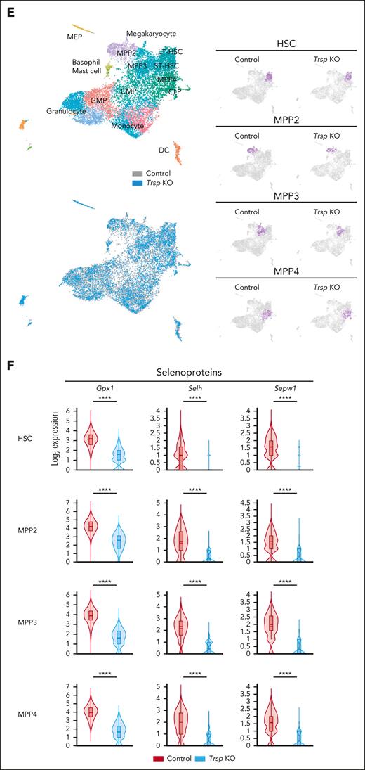 Trsp KO modulates HSCs’ state and elicits NRF2 activation across HSPCs. (A) Frequency of LSK (Lin–c-Kit+Sca1+), LT-HSCs (CD48–CD150+ LSK), and ST-HSCs (CD48–CD150– LSK), megakaryocytic and erythroid-biased MPP2 (CD135–CD150+CD48+ LSK), myeloid-biased MPP3 (CD135–CD150–CD48+ LSK), lymphoid-biased MPP4 (CD135+ LSK), LK (Lin–c-Kit+Sca1–), common myeloid progenitors (CMPs; CD34+FcγR– LK), granulocyte-monocyte progenitors (GMPs; CD34+FcγR+ LK), megakaryocyte-erythrocyte progenitors (MEPs; CD34–FcγR– LK), and CLPs (Lin–c-KitintSca1intCD127+CD135+) in the BM of each group (LSK, LT-HSCs, ST-HSCs, LK, CMPs, GMPs, and MEPs, n = 5 per group; MPP2, MPP3, MPP4, and CLP, n = 3 per group). P values were calculated by a 2-sided Student t test. (B) Representative flow cytometric profiles and percentages of bromodeoxyuridine-positive (BrdU+; S phase), DAPI+ (4N) BrdU– (G2/M phase), and DAPI+ (2N) BrdU– (G0/G1 phase) LT-HSCs in the BM (control group, n = 4 mice; Trsp KO group, n = 3 mice). P values were calculated by a 2-sided Student t test. (C) Volcano plot illustrating differential mRNA expression in Trsp KO Lin–c-Kit+ cells, with selenoproteins highlighted in blue and NRF2 pathway genes highlighted in red. Control mice were pI-pC–treated Trspfl/fl mice, whereas Trsp KO mice represent Trspfl/fl: Mx1-Cre mice (n = 4 per group). (D) GSEA enrichment plot for upregulated and downregulated genes in RNA-seq of Trsp KO vs control in Lin–c-Kit+ cells (n = 4 per group). (E) Identification of distinct hematopoietic clusters in control and KO Lin–c-Kit+ cells base on uniform manifold approximation and projection analysis from scRNA-seq. The estimated fractions of stem, progenitor, and mature cells are labeled and highlighted (n = 1 per group). (F) Violin plots depicting mRNA expression of selenoptoteins (Gpx1, Selh, and Sepw1) in the indicated clusters (HSC, MPP2, MPP3, and MPP4). Box plot and kernel density plot of log2 expression values are shown. P values were reanalyzed using Loupe browser. In the box-and-whisker plots, the 0th, 25th, 50th, 75th, and 100th percentiles and mean (dashed lines) are shown. ∗P < .05; ∗∗∗∗P < .0001. DAPI, 4',6-diamidino-2-phenylindole; FDR, false discovery rate; NES, normalized enrichment score; ns, not significant.