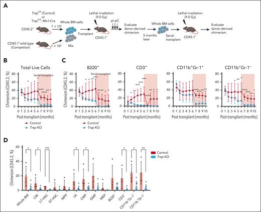 Selenoproteins are required for the maintenance of HSC function. (A) Schematic representation of competitive BM transplantation assays. (B) Percentage of donor-derived (CD45.2+) cells in total live cells in PB in primary and serial competitive transplantation (control group, n = 7 mice; Trsp KO group, n = 8 mice). (C) Percentage of donor-derived (CD45.2+) cells in each indicated population in PB in primary and serial competitive transplantation (control group, n = 7 mice; Trsp KO group, n = 8 mice). (D) The percentage of donor-derived cells in each indicated population in the BM after 4 months of serial competitive transplantation (control group, n = 4 mice; Trsp KO group, n = 7 mice). P values were calculated by a 2-sided Student t test. ∗P < .05; ∗∗P < .01; ∗∗∗P < .001; ∗∗∗∗P < .0001.