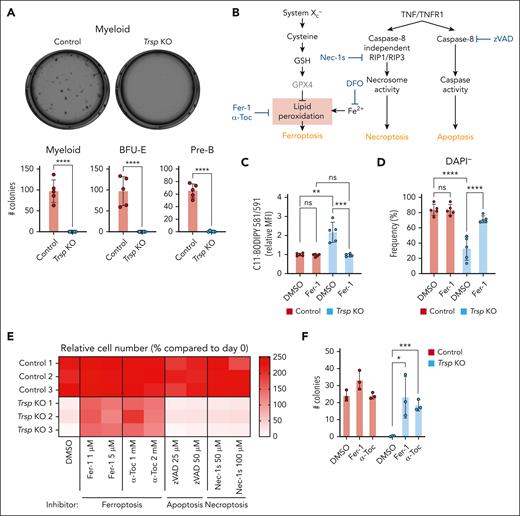 Trsp-deficient HSPCs are subject to ferroptosis. (A) Representative pictures showing colony formation of whole BM cells in methylcellulose using M3434 for myeloid colonies. Colonies were scored 7 days after plating in methylcellulose in M3434, M3436, and M3630, for myeloid, erythroid, and pre-B colonies, respectively (n = 3 independent experiments). (B) Schematic representation of programmed cell death pathways. Ferroptosis (left) is triggered by iron-dependent accumulation of lethal ROS and lipid peroxides. Ferroptosis can be inhibited by iron (Fe2+) chelators such as deferoxamine (DFO). α-Toc and Fer-1 inhibit ferroptosis by suppressing lipid peroxidation. Apoptosis and necroptosis (right) are primarily regulated via TNFR1 signaling. Upon TNF binding, TNFR1 undergoes a conformational change, activating 2 potential cell death execution mechanisms. Caspase-8 triggers apoptosis by activating the classical caspase cascade and inactivating RIP1 and RIP3 through cleavage. As an alternative pathway, phosphorylated RIP1 and RIP3 initiate necroptosis independently of caspase-8. zVAD inhibits apoptosis by inhibiting caspase-8, whereas Necrostatin-1s (Nec-1s) inhibits necroptosis by inhibiting RIP1. (C) Relative MFI of C11-BODIPY 581/591 staining in Lin– cells from control mice and Trsp KO mice 24 hours after culturing in the presence of Fer-1 (1 μM; n = 5 independent experiments). (D) Frequency of DAPI– cells in Lin– cells measured 48 hours after treatment with Fer-1 (n = 5 independent experiments). (E) Heat map illustrating relative cell number of viable Lin– cells compared with day 0, as determined by the CellTiter-Glo Luminescent Cell Viability assay, 48 hours after culturing in the presence of Fer-1 (1-5 μM), α-Toc (1-2 mM), zVAD (25-50 μM), and Nec-1s (50-100 μM; n = 3 per group). (F) Colonies were scored 7 days after plating in methylcellulose (MethoCult M3434) in the presence of Fer-1 (5 μM) and α-Toc (2 mM; n = 3 per group). P values were calculated by a 2-sided Student t test or 1-way analysis of variance (ANOVA) test. ∗P < .05; ∗∗P < .01; ∗∗∗P < .001; ∗∗∗∗P < .0001. BFU-E, burst-forming unit-erythroid; DMSO, dimethyl sulfoxide GSH, glutathione-SH; ns, not significant; RIP1, receptor-interacting serine/threonine-protein kinase 1; TNF, tumor necrosis factor; TNFR1, tumor necrosis factor receptor-1.