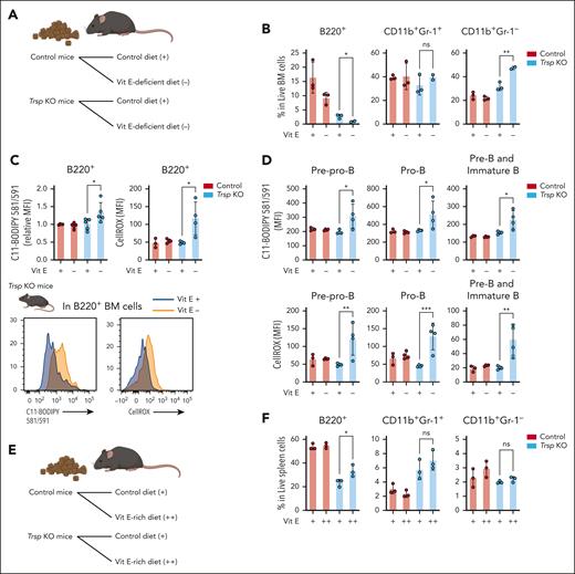 Ferroptosis modulation shapes B-cell phenotype in Trsp KO model. (A) Schematic representation of feeding a Vit E–deficient diet. (B) Frequency of B220+, CD11b+Gr-1+, and CD11b+Gr-1– cells in the BM of each group administered Vit E–deficient diet for 6 weeks (Trsp KO/Vit E–deficient diet group, n = 2 mice; other groups, n = 3 mice per group). (C) MFI of C11-BODIPY 581/591 and CellROX staining in B220+ BM cells of each group administered Vit E–deficient diet for 3 weeks. For C11-BODIPY 581/591, control/control diet group included 4 mice; other groups, 5 mice per group. For CellROX, control/control diet group included 3 mice; other groups, 4 mice per group. Representative histograms of C11-BODIPY 581/591 and CellROX staining in B220+ BM cells of each group are provided. (D) MFI of C11-BODIPY 581/591 and CellROX staining in pre–pro-B, pro-B, pre-B, and immature B cells in BM cells of each group (control/control diet group, n = 3 mice; other groups, n = 4 mice per group). (E) Schematic representation of feeding a Vit E–rich diet. (F) Frequency of B220+ CD11b+Gr-1+ and CD11b+Gr-1– cells in the spleen of each group administered Vit E–rich diet for 6 weeks (n = 3 per group). P values were calculated by a 2-sided Student t test. ∗P < .05; ∗∗P < .01; ∗∗∗P < .001. ns, not significant.