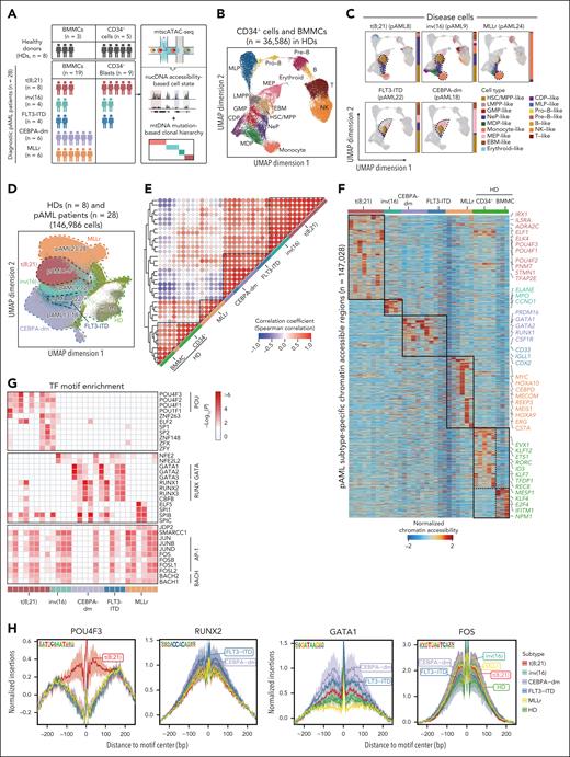 Single-cell chromatin accessibility profiling reveals pAML subtype-specific epigenetic features. (A) Schematic overview of the experimental workflow. Bone marrow mononuclear cells (BMMCs) and CD34+ cells were isolated from patients with pAML including 5 molecular subtypes at diagnosis (n = 28) and healthy donors (HDs; n = 8) and subjected to mitochondrial single-cell assay for transposase-accessible chromatin with sequencing (mtscATAC-seq). (B) Uniform manifold approximation and projection (UMAP) display of chromatin accessibility profiles of 36 586 single cells from HDs (BMMCs, n = 5; CD34+ HSPCs, n = 3). Dots represent individual cells, and colors indicate cluster identity. (C) Projection of disease cells onto the hematopoietic reference map in panel B. Gray dots denote cells from HDs, whereas colored dots represent cluster identities of malignant cells from patients. Bar plot showing the proportion of defined cell types in each patient with pAML. The dotted line highlights cell types significantly enriched in distinct subtypes, with a representative patient displayed for each subtype. (D) UMAP visualization of scATAC-seq data from all pAML samples (n = 28) and healthy individuals (n = 8) at single-cell level, with cells color-coded by molecular subtype. (E) Unsupervised hierarchical clustering of chromatin accessibility profiles across all patients including HD and pAML samples. (F) Heat map illustrating differentially accessible regions (n = 147 028) in each pAML subtype and HDs. The color represents normalized chromatin accessibility. Representative genes relevant to each subtype are displayed. (G) Enriched TF motifs based on differentially accessible regions in pAML. Top 5 motifs for each patient were displayed. Color represents significance of motif enrichment. (H) Footprints of subtype-specific TFs including POU4F3, RUNX2, GATA1, and FOS. Lines are colored by pAML subtypes. CDP, common dendritic cell progenitor; EBM, eosinophil/basophil/mast cell; GMP, granulocyte/macrophage progenitor; LMPP, lymphoid-primed multipotential progenitor; MDP, monocyte-dendritic cell progenitor; MEP, megakaryocyte/erythroid progenitor; MLP, multilymphoid progenitor; NeP, neutrophil progenitor; NK, natural killer cell; Pre-B, precursor B cell; Pro-B, progenitor B cell.
