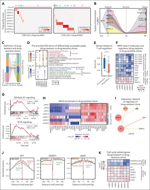 Identification of key regulators related to cell cycle dysregulation in drug-resistant clones. (A) Inference of clonal structure from somatic mtDNA mutations for pAML1 at diagnosis (left) and relapse (right). Each column represents a cell, and rows display detected mtDNA mutations. Color indicates heteroplasmy (% allele frequency). (B) Fish plot depicts the trajectory of clonal evolution inferred from mean heteroplasmy of mtDNA mutations from diagnosis to relapse for pAML1. (C) Diagram showing the discrimination of drug-resistant and drug-sensitive clones. (D) Top 10 enriched GO terms of differentially accessible regions in drug-resistant clones as compared with drug-sensitive clones. Color indicates the significance of enrichment. (E) Gene score of T-cell regulatory genes (n = 100) compared between drug-sensitive and drug-resistant clones. ∗P < .05, paired t test. (F) Heat map presenting the changes of gene score for MHC class II genes and their regulators in drug-resistant clones as compared with drug-sensitive clones. ∗P < .05, Wilcoxon rank-sum test. (G) Gene set enrichment analysis of cell cycle signaling in drug-resistant clones as compared with drug-sensitive clones. (H) Enriched motifs in drug-resistant clones compared with drug-sensitive clones. The commonly enriched regulatory factors are highlighted. Color represents enrichment significance, with the top 5 motifs selected for each patient. (I) Interaction network of key regulators in drug-resistant clones. Each node represents a regulator, and edges indicate interaction. The node size corresponds to the frequency of interaction, whereas the line thickness indicates the strength of the interaction. (J) Footprints of resistant clone-specific enriched motifs including SP1, DNMT1, and EGR1. Lines are color-coded for drug-resistant and drug-sensitive clones. (K) Heat map displaying the relative gene score of DNMT1-p15 pathway (top) and EGR1-ID1 pathway (bottom) in drug-resistant clones as compared with drug-sensitive clones. ∗P < .05, Wilcoxon rank-sum test. GTPase, guanosine triphosphate; ncRNA, non-coding RNA; NES, normalized enrichment score.