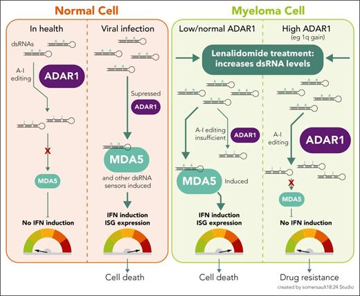 The role of ADAR1 in modulating type I IFN responses to cellular dsRNA in health and disease. In healthy cells, ADAR1 prevents inappropriate recognition of self dsRNAs as foreign, by A-to-I editing of dsRNA, thus suppressing type I IFN induction, which might otherwise cause autoimmune inflammation. In contrast, as part of the innate immune response to virus-infected cells, high levels of unedited viral dsRNA are sensed by PRRs (eg, MDA5, among others), which induces a type I IFN response, a cascade of ISG transcription, and an antiviral state. In myeloma cells, baseline ADAR1 levels vary. On lenalidomide treatment, levels of cytoplasmic dsRNA rise. As with a virus-infected cell, this dsRNA has the potential to be sensed by MDA5 and induce a type I IFN response, contributing to lenalidomide-induced cell death. However, in high-ADAR1-expressing myeloma cells, A-to-I editing reduces the burden of dsRNA that can be sensed by MDA5, dampening the dsRNA-sensing response and preventing IFN induction, thus contributing to lenalidomide resistance.