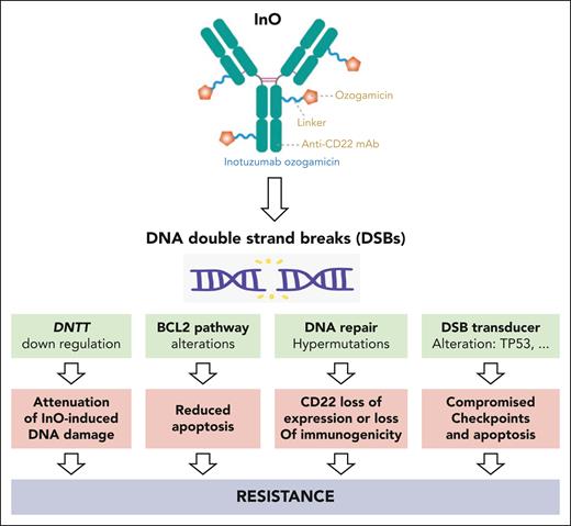 InO induces DNA DSBs. Leukemic B-cells can resist InO by harboring alteration of DSB transducers, alteration of BCL2 pathway, reduced CD22 expression or immunogenicity secondary to hypermutations, and finally by lowering DNTT expression to attenuate InO-induced DNA damage.