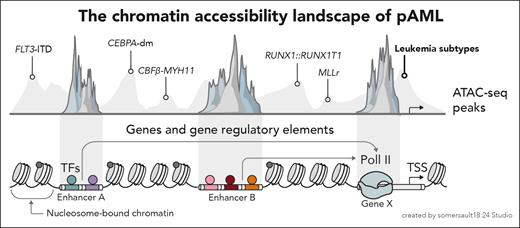 Cui et al dissect the chromatin accessibility landscape across the molecular subtypes of pAML. TF, transcription factor; TSS, transcription start site.