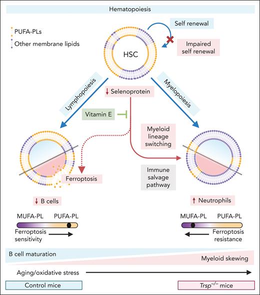 Trsp−/− mice mimic aged hematopoiesis with impaired HSC function and B-cell development, accompanied with enhanced myeloid skewing. Balanced hematopoiesis (blue lines) involves (1) the self-renewal of HSCs and (2) the differentiation of HSCs into lymphoid cells (eg, B and T cells via lymphopoiesis) and myeloid cells (eg, neutrophils and monocytes via myelopoiesis). During aging, increased oxidative stress reduces HSC regenerative capacity and skews lineage differentiation toward myelopoiesis. Similarly, Trsp−/− mice, with impaired selenoprotein synthesis (red lines), exhibit reduced HSC self-renewal and a blockade in B-cell maturation, where pro-B cells differentiate toward the myeloid lineage (namely neutrophils). Additionally, heightened oxidative stress promotes ferroptosis in B cells, which are inherently susceptible due to elevated levels of PUFA-PLs, whereas myeloid cells, with lower PUFA-PL levels, are relatively protected. This phenotype, mimicking aged hematopoiesis, can be partially reversed by the ferroptosis inhibitor vitamin E, which restores redox balance and prevents cell death. Figure created with BioRender.com.