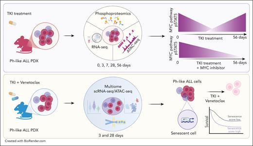 Inhibition of senescent stemlike subpopulations in Ph-like ALL. (Upper panel) Integrated transcriptomic, epigenomic, and phosphoproteomic analyses revealed dynamic shifts in MYC pathway and STAT5 phosphorylation (pSTAT5) during treatment with ruxolitinib. Dual inhibition of MYC and JAK/STAT5 pathway suppresses leukemia growth. (Lower panel) Single-cell sequencing of residual leukemic blasts post-TKI and BCL-2 inhibition identified a poor prognostic senescence-associated stem cell–like subpopulation regulated by AP-1, which is sensitive to dual JAK/STAT and BCL-2 inhibition. ATAC-seq, assay for transposase-accessible chromatin using sequencing; RNA-seq, whole transcriptome sequencing by RNA-sequencing.