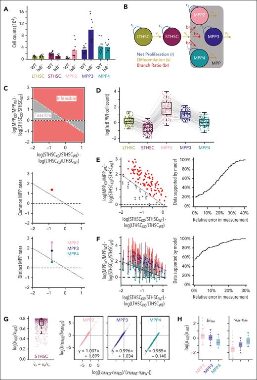 Bias in HSC differentiation is insufficient to explain altered MPP populations. (A) Average HSPC subpopulation counts in IκB− (n = 10) vs WT (n = 12) with individual data points overlaid. (B) Schematic of ODE model of early hematopoiesis. (C) Regions of feasible/infeasible observations under a model that only permits the rate and differentiation bias of ST-HSCs to vary between WT and IκB− (top). The MPP rates of differentiation and net proliferation are the same between WT and IκB− for these analyses. Mean values collapsing MPP subpopulations (assuming common rates of differentiation and net proliferation across the 3 MPP subpopulations) is infeasible (middle). Mean values allowing distinct rates for each MPP subpopulation (that are then equivalent across experimental conditions) is feasible (line connecting values passes through feasible region) (bottom). (D) HSPC subpopulation cell-count ratios between IκB− and WT. Each IκB− animal was compared with each WT animal resulting in 120 sets of data points. Gray lines connect cell-count ratios originating from a single IκB− and WT pair. (E) Scatterplot of 120 observations on feasibility map (left) with common rates across MPPs. Only 24 (gray) are feasible. Most have an increase in IκB− MPPs that exceeds what is permissible (red). Allowing for measurement error, a relative error rate of nearly 40% is needed to account for all data under the restricted model (right). (F) Scatterplot of 120 observations on feasibility map (left) with distinct rates across MPPs; 64 (gray) are feasible and a relative error rate near 27% is needed to account for all data (right). (G) Parameter fits to the average cell counts for a model where ST-HSC differentiation and branching ratio is allowed to vary between IκB− and WT, as well as the rate parameters for each MPP population. Formula for line of best fit specified for MPP parameters. (H) Top 10% of parameter fits in (G) ordered by smallest total difference (absolute value of the logarithm of ratios) between IκB− and WT parameters (p).