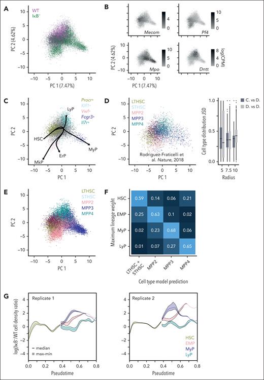 A cell-state coordinate system constructed from scRNA-seq measurements of HSPCs. (A) PCA of native HSPC scRNA-seq data with cells colored by genotype reveals differences in density across selected gene expression space. (B) PCA plots with cells colored by expression levels of different gene markers (Mecom, HSC; Pf4, megakaryocytes; Mpo, granulocytes; Dntt, lymphocytes). (C) Data (WT HSPCs) used for pseudotime analysis colored by input clusters defined by listed marker genes, with resulting differentiation trajectories given by black arrows. ErP, erythrocyte-primed; MkP, megakaryocyte-primed; MyP, myeloid-primed; LyP, lymphoid-primed. (D) Projection of published sorted HSPC scRNA-seq (inDrops platform) data50 into same PCA space (left). Jensen Shannon Divergence (JSD) values (right) between WT HSPC cell-identity distributions (lineage weights) and local distribution of cell types in sorted HSPCs within radius specified (dark gray). Most JSD values are closer to zero demonstrating similarity between the cell type and lineage-weight distributions. As a reference, the same computation was performed on the sorted HSPCs, using the sorted cell types as their cell-identity distributions (light gray). (E) PCA of native HSPC scRNA-seq data with cells colored by predicted cell type from classification model30 built from microarray data of sorted HSPCs.25 (F) Fraction of each cell type defined by maximum lineage-weight predicted as each cell type by classification model demonstrates strong correspondence (59%-68% match). (G) Logarithm of the ratio of IκB− to WT HSPC density over pseudotime for the different lineages in both experimental replicates. Densities were estimated 1000 times to reflect uncertainty in lineage assignments; solid line indicates median and shaded region covers minimum to maximum values.