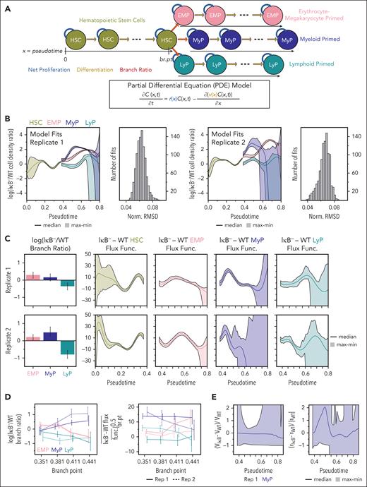 Early dynamic rate changes in myeloid-primed progenitors contribute to their expansion. (A) Schematic of HSPC population dynamics model that uses PDEs to capture a continuum of cell-states along hematopoietic differentiation described by the pseudotime analysis. C(x,t) refers to the cell-density at pseudotime value x at time t. (B) Top model fits obtained for 1000 optimization runs of each replicate (each with a different estimate of the experimental cell densities). Normalized root mean square deviation (Norm. RMSD) was calculated by dividing each optimized objective value by the average experimental IκB− cell-density for that replicate. (C) Difference in branching ratio (left) and lineage developmental-flux functions (right) between IκB− and WT given by parameters underlying model fits. Error bars and shaded regions denote range. The branching ratio describes how much the HSCs contribute to each primed progenitor lineage at the branch-point. The developmental-flux function is composed of the net proliferation and differentiation rates, and its difference between IκB− and WT can be increased if IκB− net proliferation is increased or differentiation is decreased, and vice versa. (D) Difference in IκB− and WT branching ratio (left) and average difference in IκB− and WT developmental-flux functions over the domain from the branch-point to pseudotime value 0.5 (right) for model fits with different values for the branch-point. Lines connect median values and error bars denote maximum/minimum values across 500 fits. (E) Predicted difference between IκB− and WT differentiation (left) and net proliferation (right) rates relative to magnitude of WT rates from minimizing difference between IκB− and WT rates while satisfying the steady-state constraint of differences in developmental-flux functions. Results from replicate 1 where difference in flux functions determined with greater certainty.