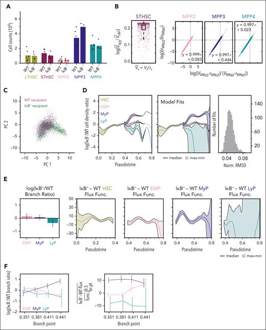 Elevated NFκB activity in the niche is sufficient to dysregulate HSPC population dynamics. (A) Average cell counts in HSPC subpopulations from WT donors transplanted into WT (n = 6) and IκB− (n = 4) recipients with individual data points overlaid. (B) ODE model parameter fits to average cell counts, in which differentiation rate and branching ratio for ST-HSCs and the rate parameters for each MPP population are allowed to vary between IκB− and WT recipients. Formula for line of best fit specified for MPP parameters. (C) Transplanted HSPC scRNA-seq data projected into same gene expression space as native HSPC PCA with cells colored by genotype of recipient. (D) Ratio of IκB− to WT recipient HSPC density over pseudotime (left) estimated 1000 times to reflect uncertainty in lineage assignments; solid line indicates median and shaded region covers minimum to maximum value. Top model fits (center) obtained for 1000 optimization runs of the PDE-based cell population dynamics model and respective normalized RMSD values (right). (E) Difference in branching-ratio (left) and lineage developmental-flux functions (right) between IκB− and WT recipient given by parameters underlying model fits. Error bars and shaded regions denote range. (F) Difference in branching ratio (left) and average difference of developmental-flux functions in early (br.pt to 0.5) progenitor lineages (right) for model fits with different values for the branch-point. Lines connect median values, and error bars denote maximum/minimum values across 500 fits.