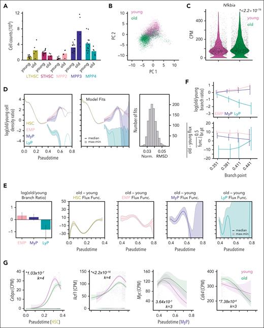 Aged murine HSPCs show evidence of myeloid-primed progenitor expansion. (A) Average cell counts in HSPC subpopulations from young (n = 12) and old (n = 5) mice with individual data points overlaid. (B) HSPC scRNA-seq data from young and old mice projected into same gene expression space as native HSPC PCA with cells colored by age. (C) Expression of Nfkbia in old vs young HSPCs. Italicized number is P value given by Wilcoxon rank-sum test. (D) Ratio of old to young HSPC density over pseudotime (left) estimated 1000 times to reflect uncertainty in lineage assignments; solid line indicates median and shaded region covers minimum to maximum value. Top model fits (center) obtained for 1000 optimization runs of the PDE-based cell population dynamics model and respective normalized RMSD values (right). (E) Difference in branching ratio (left) and lineage developmental-flux functions (right) between old and young mice given by parameters underlying model fits. Error bars and shaded regions denote range. (F) Difference in branching ratio (top) and average difference of developmental-flux functions in early (branch-point to 0.5) progenitor lineages (bottom) for model fits with different values of the branch-point. Lines connect median values and error bars denote maximum/minimum values across 500 fits. (G) Expression of Cebpa and Ikzf1 along the HSC lineage (left) and expression of Myc and c-Myc response gene, Cdk4, along the MyP lineage (right) in old vs young HSPCs. Lines in G are NB-GAM fits, shaded regions are 95% confidence intervals, and transparent points are individual cell data. Italicized numbers are P values and degrees of freedom used for NB-GAM fits specified by k.
