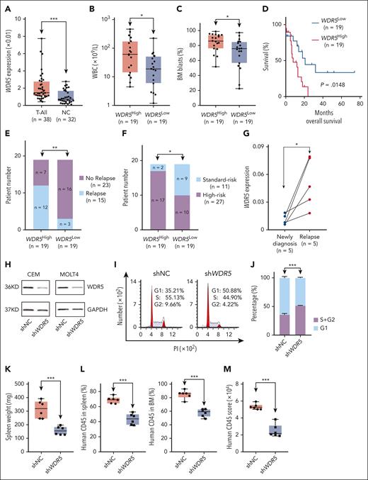Oncogenic role of WDR5 through cell cycle regulation in T-ALL. (A) Comparison of WDR5 mRNA level in T-ALL cohort vs normal BM controls. (B-E) Association of WDR5 expression with WBC (B), BM blasts (C), survival (D), and relapse (E). The cohort was divided into WDR5high and WDR5low groups based on the median value of WDR5 mRNA level as the cutoff value. (F) The association of WDR5 expression with risk stratification in the T-ALL cohort. (G) Comparison of WDR5 mRNA level in 5 paired samples of newly diagnosed vs the relapsed ones. (H) Effect of WDR5 KD by shRNA on its protein level in CEM (left) and MOLT4 (right) cells. (I-J) Effect of WDR5 KD on cell cycle progress in CEM cells (I, representative images; J, bar graph). (K-L) Effect of WDR5 silence by shRNA on spleen weights (K) and percentage of human CD45+ cells in the spleen and BM of the xenograft mouse model (L). The mice were IV injected with the CEM-shNC or CEM-shWDR5 cells, respectively, for 28 days, and the single cells were prepared and analyzed. (M) Quantitation data of immunohistological images for human CD45+ cells in the spleen from CEM-shNC and CEM-shWDR5 mice. ∗P < .05; ∗∗P < .01; ∗∗∗P < .001. PI, propidium iodine; WBC, white blood cell.