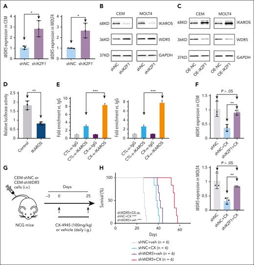 IKAROS represses WDR5 transcription in T-ALL. (A-B) Effect of IKZF1 KD on WDR5 expression in mRNA level by quantitative polymerase chain reaction (qPCR; A) and protein level in CEM and MOLT4 cells (B). (C) Effect of IKZF1 overexpression on WDR5 protein level in CEM (left) and MOLT4 (right) cells. (D) Effect of IKAROS on the activity of the WDR5 promoter assessed by luciferase reporter assay in 293T cells. (E) Effect of CX-4945 on IKAROS binding at the WDR5 promoter as measured by quantitative chromatin immunoprecipitation (qChIP) in CEM (left) and MOLT4 (right) cells. (F) The effect of IKZF1 KD on CX-4945–induced WDR5 expression change in mRNA level by qPCR in CEM (upper) and MOLT4 (lower) cells. (G) Schematic representation of the xenograft mice model. CEM-shNC or CEM-shWDR5 cells were IV injected into NCG mice and the following 4 groups of mice were established: group CEM-shNC plus vehicle (receive vehicle daily through gavage for 25 days); group CEM-shNC plus CX-4945 (receive CX-4945 daily through gavage at 100 mg/kg for 25 days); group CEM-shWDR5 plus vehicle (receive vehicle daily through gavage for 25 days); and group CEM-shWDR5 plus CX-4945 (receive CX-4945 daily through gavage at 100 mg/kg for 25 days). (H) Kaplan-Meier survival curves of 4 groups of mice. ∗P < .05; ∗∗P < .01; ∗∗∗P < .001.