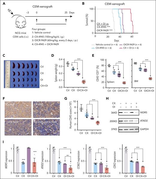 The combination of CX-4945 and WDR5 disruption has a synergistic antileukemic effect in the T-ALL mice model. (A) Schematic representation of the human T-ALL CEM cell-xenograft mouse model (CEM xenograft). CEM (2 × 105 per mouse) were IV injected into NCG mice, and the following 4 groups of mice were established: group 1 (vehicle control); group 2 (CX-4945 daily through gavage at 100 mg/kg for 25 days); group 3 (WDR5 inhibitor OICR-9429 every 2 days through intraperitoneal injection at 60 mg/kg for 25 days); and group 4 (CX-4945 and OICR-9429 combination treatment using the same doses as provided previously). (B) Comparison of Kaplan-Meier survival curves in the combination of CX-4945 and WDR5 inhibitor OICR-9429 compared with either single drug control of CEM-xenograft mouse models. The mice were treated with the indicated drugs for 25 days. (C-D) Spleen images (C) and weights (D) of 4 groups of mice posttreatment. (E) The percentage of human CD45+ and CD7+ cells in the spleen and BM from 4 groups of mice post-treatment. (F-G) Representative immunohistological images (F) and quantitation data (G) of human CD45 in the spleen from 4 groups of mice post-treatment. (H) The protein level of WDR5 and ATAD2 and the internal control of glyceraldehyde-3-phosphate dehydrogenase (GAPDH) in the spleen tissues of the mice after the treatment. (I) mRNA level of WDR5, ATAD2, CCNE2, and CDK2 in the spleen tissues of the mice after the treatment. Scale bar, 50 μm. ∗∗∗P < .001. i.g., intragastic gavage; i.p., intraperitoneal injection; OI, OICR-9429.