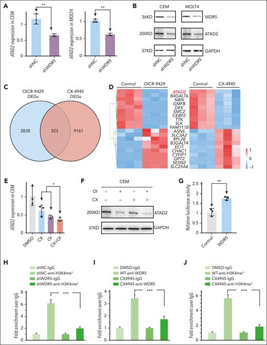 Identifying ATAD2 as the downstream target on CX-4945–mediated transcriptional repression of WDR5 in T-ALL. (A-B) Effect of WDR5 KD on ATAD2 expression in mRNA level (A) and protein level (B) of CEM (left) and MOLT4 (right) cells. (C) Overlapping DEGs from the RNA-seq data in CEM cells treated with CX-4945 or WDR5 inhibitor. (D) Heat map of the top overlapped DEGs in the 2 RNA-seq analyses. (E-F) Effect of combination of CX-4945 (CX) and WDR5 inhibitor OICR-9429 (OI) on the expression of ATAD2 compared with a single drug in mRNA level (E) and protein level (F) in CEM cells. (G) Effect of WDR5 on the activity of the ATAD2 promoter assessed by luciferase reporter assay in 293T cells. (H) Effect of WDR5 KD on the H3K4me3 enrichment in the promoter region of ATAD2 in CEM cells by qChIP assay. (I-J) Effect of CX-4945 on WDR5 binding and H3K4me3 enrichment at the ATAD2 promoter in CEM cells by qChIP assay. Panels H-J are representative of 3 qChIP assays. ∗P < .05; ∗∗P < .01; ∗∗∗P < .001. IgG, immunoglobulin G; OI, OICR-9429.