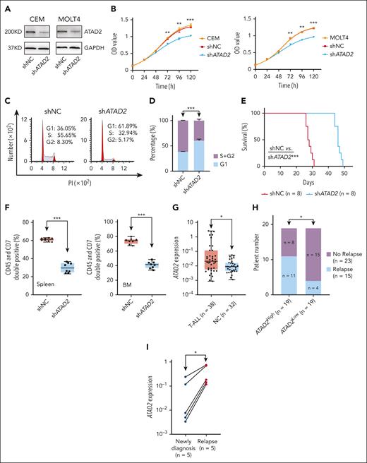 Oncogenic roles of ATAD2 by regulating cell cycle progression in T-ALL. (A) The efficiency of ATAD2 KD by shRNA (shATAD2) vs scramble shRNA control (shNC) in CEM (left) and MOLT4 (right) cells by western blot. (B) Effect of ATAD2 KD vs shNC on cell proliferation in CEM (left) and MOLT4 (right) cells. (C-D) Effect of ATAD2 KD vs shNC on cell cycle progression in CEM cells (C, representative images; D, bar graph). (E-F) Effect of ATAD2 silence by shRNA vs shNC on Kaplan-Meier survival curves (E), and percentage of human CD45+CD7+ cells (F) in the spleen and BM of the xenograft mouse model. The mice were IV injected with the CEM-shNC or CEM-shATAD2 cells, respectively, for 28 days, and the single cells were prepared and analyzed. (G) Comparison of ATAD2 mRNA level in our T-ALL cohorts vs normal BM controls. The mRNA levels were determined by qPCR assay. (H) Association of ATAD2 expression with relapse in our cohort. (I) Comparison of ATAD2 mRNA levels in 5 pairs of T-ALL newly diagnosed samples vs relapsed ones. ∗P < .05; ∗∗P < .01; ∗∗∗P < .001.