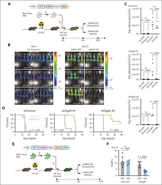 OGDH is required for AML progression in vivo. (A) Schematic of in vivo knockdown experiment using transplantation of shRNA-transduced NrasG12D; MLL-AF9 AML. (B) Leukemia burden after shRNA knockdown of Ogdh in MLL-fusion AML. NrasG12D; MLL-AF9 AML clones transduced with retroviruses encoding doxycycline-inducible shControl or shOgdh were transplanted into sublethally irradiated recipient mice. Luminescence imaging was performed before (day 4) and 6 days after treatment with doxycycline vs vehicle (day 10). (C) Quantification of average radiance for the bioluminescence imaging shown in panel B. P values indicated (1-way ANOVA with Sidak multiple comparisons test; n = 5 per condition). (D) Survival curves are shown, and P values are indicated (log-rank test; n = 5-7 per condition). (E) Schematic of in vivo knockdown experiment using transplantation of shRNA-transduced p53R172H AML. (F) Leukemia burden after shRNA knockdown of Ogdh in p53-mutant AML. p53R172H AML clones transduced with retroviruses encoding doxycycline-inducible shControl or shOgdh were transplanted into sublethally irradiated recipient mice. GFP+ percentage in peripheral blood was measured at day 14. P values indicated (1-way ANOVA with Sidak multiple comparisons test; n = 7-8 per condition). Avg., average; max, maximum; min, minimum; Neo, neomycin resistance cassette; ns, not significant; p, photons; pre-tx, pre-treatment; puro, puromycin resistance cassette; PGK, phosphoglycerate kinase 1 promoter; rtTA, reverse tetracycline-controlled transactivator; s, seconds; sr, steradian; TRE, tetracycline response element.