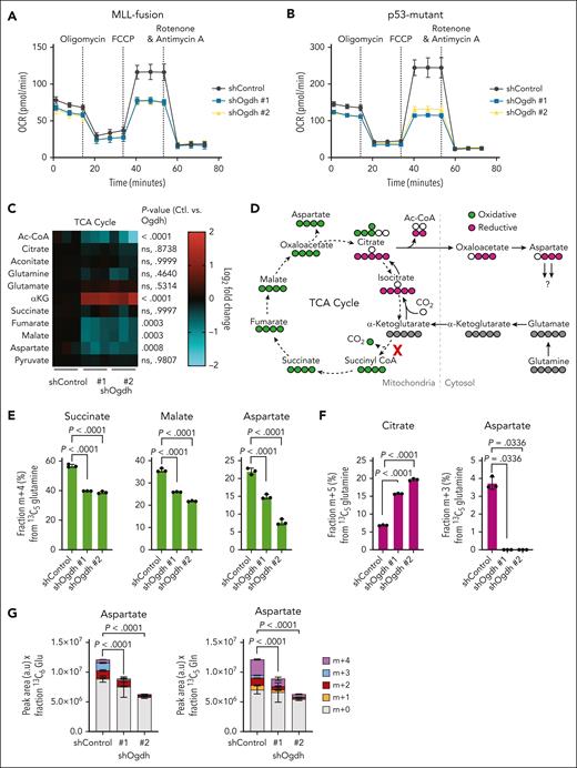 OGDH inhibition reduces TCA cycle flux and aspartate biosynthesis. (A-B) Analysis of mitochondrial bioenergetics. Agilent Seahorse XF Cell Mito Stress Test assay was performed on NrasG12D; MLL-AF9 AML cells (A) and p53R172H AML cells (B) at 48 hours after OGDH depletion for the measurement of cellular oxygen consumption rate (OCR). Mitochondrial inhibitors are individually labeled and were added at the indicated time points. (C) TCA cycle and related metabolite levels in p53R172H AML cells. LC-MS was performed at 48 hours after knockdown with the indicated shRNAs. Data are shown as a heat map of log2 fold change relative to shControl-treated cells. Red color represents upregulated; blue color, downregulated. P values are indicated (2-way ANOVA with Sidak multiple comparisons test; n = 3-6 per condition). (D) Schematic of oxidative flux (carbons labeled in green) or reductive flux (carbons labeled in purple) through the TCA cycle by 13C5-glutamine tracing. Red “X” indicates block observed in p53R172H AML after OGDH knockdown. Labeled carbons are indicated in gray, green, or purple. (E) Fraction (%) of m+4 labeling from 13C5-glutamine for the indicated metabolites in p53R172H AML after induction of shRNAs targeting OGDH (or control) for 48 hours and labeling for 6 hours. P values indicated (1-way ANOVA with Dunnett multiple comparisons test; n = 3 per condition). (F) Fraction (%) of m+5 labeled citrate or m+3 labeled aspartate from 13C5-glutamine in p53R172H AML after induction of shRNAs targeting OGDH (or control) for 48 hours and labeling for 6 hours. P values indicated (1-way ANOVA with Dunnett multiple comparisons test or Kruskal-Wallis with Dunn multiple comparisons test as appropriate; n = 3 per condition). (G) After induction of shRNAs targeting OGDH (or control) in p53R172H AML for 48 hours and labeling for 6 hours, LC-MS was used to determine the steady-state level and fraction of aspartate labeling from 13C6-glucose (left) or 13C5-glutamine (right). With 13C6-glucose tracing, the m+2 and m+4 fractions represent 1 and 2 forward rotations through the TCA cycle, respectively, whereas with 13C5-glutamine tracing m+2 represents 2 forward rotations and m+4 represents 1. Aspartate levels are shown as peak area in arbitrary units (a.u.) × fractional percentage of labeling with each tracer. P values are indicated for total labeled aspartate in shControl vs shOgdh groups (1-way ANOVA with Dunnett multiple comparisons test; n = 3 per condition). Ac-CoA, acetyl-coenzyme A; ctl, shControl; FCCP, carbonyl cyanide 4-(trifluoromethoxy)phenylhydrazone; ns, not significant.
