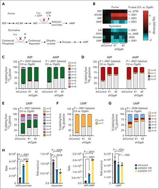 TCA cycle disruption compromises nucleotide biosynthesis in AML. (A) Schematics of the de novo purine (upper) and pyrimidine (lower) biosynthesis pathways highlighting aspartate (Asp)-dependent steps. (B) LC-MS for measurement of the levels of selected nucleotide intermediates (shown in heat map) was performed on p53R172H AML cells at 48 hours after knockdown with the indicated shRNAs. Data are shown as log2 fold change relative to shControl-treated cells. P values are indicated (2-way ANOVA with Sidak multiple comparisons test; n = 3-6 per condition). (C-D) Labeling of IMP and AMP. After induction of shRNAs targeting Ogdh (or Control) in p53R172H AML for 48 hours and labeling for 6 hours, LC-MS was used to determine the fraction (%) of IMP or AMP labeling from 13C6-glucose (C) or 15N1 glutamine (D). (E-G) The fraction (%) of UMP labeling from 13C6-glucose (E), 15N1-glutamine (F), or 13C5-glutamine (G) was measured. For panels C-G, P values are indicated for total percentage of labeled metabolites in shControl (Ctl) vs shOgdh groups (Wilcoxon rank-sum test or unpaired t test as appropriate; n = 3-6 per condition). (H) Levels or ratios of selected TCA cycle and nucleotide metabolites in PDX1 cells. LC-MS for measurement of the indicated metabolites was performed at 7 days after knockdown with the indicated shRNAs. Data are shown as either peak area (a.u) or a ratio. P values are indicated (1-way ANOVA with Sidak multiple comparisons test; n = 3 per condition). CA, carbamoyl aspartate; GDP; guanosine diphosphate; GTP, guanosine-5'-triphosphate; Pi; inorganic phosphate; R5P, ribose 5-phosphate.