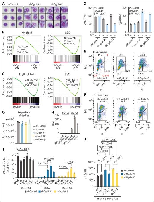 Biosynthetic failure in AML impairs cell cycle progression and drives differentiation. (A) Representative Cytospin and Hema3 stains of NrasG12D; MLL-AF9 clones transduced with the indicated shRNAs after 4 days of doxycycline treatment (n = 9 per condition). Scale bar, 10 μm. (B-C) Gene set enrichment analysis (GSEA) after OGDH depletion. NrasG12D; MLL-AF9 AML clones (B) or p53R172H AML cells (C) transduced with retroviruses encoding doxycycline-inducible shControl or shOgdh (2 independent shRNAs sequenced separately and pooled during analysis) were subjected to RNA sequencing after 4 days of treatment with doxycycline. GSEA identified pathways of interest that were upregulated or downregulated. (D) Transcript levels of Gata2 (left) and Gypa (right) in p53R172H AML cells treated with doxycycline for 4 days and sorted for BFP. BFP+ indicates shRNA on; BFP– indicates shRNA off. P values for shOgdh off (BFP–) vs on (BFP+) indicated (unpaired t test; n = 4 per condition) (E-F) Cell cycle analysis by 5-ethynyl-2′-deoxyuridine (EdU) tracing. NrasG12D; MLL-AF9 (E) or p53R172H (F) AML cells treated with doxycycline for 4 days and sorted for GFP or BFP, respectively, were labeled with EdU for 1 hour. They were then fixed, permeabilized, stained with propidium iodide (PI), and subjected to cell cycle analysis by flow cytometry. Left lower gate represents G1 phase; upper gate, S phase; right lower gate, G2 phase/mitosis (M). Percentages of cells falling within each gate are indicated. (G) Extracellular aspartate levels in media were measured at 48 hours after knockdown of p53R172H AML cells with the indicated shRNAs. (H) Baseline transcript levels of Slc1a3 and Slc1a5 in p53R172H AML cells, MLL-fusion AML cells, and normal murine cKit-positive progenitor cells. (I) Relative number (% of control) of BFP+ cells after 4 days of induction of the indicated shRNA in p53R172H AML cells transduced with an empty vector or an exogenous Asp transporter (+SLC1A3). Media containing fetal bovine serum (FBS) was either unmodified (RPMI) or supplemented with 5 mM L-aspartate (L-Asp) or 10 mM L-glutamine (L-Gln) as indicated. P values are indicated (1-way ANOVA with either Dunn or Sidak multiple comparisons test as appropriate). (J) Median fluorescent intensity (MFI) of Cd11b after 4 days of induction of the indicated shRNAs in p53R172H AML cells transduced with an empty vector or vector for expression of an exogenous aspartate transporter (+SLC1A3). Media containing FBS was supplemented with 5 mM L-Asp. P values are indicated (1-way ANOVA with Sidak multiple comparisons test). FDR, false discovery rate; LSC, leukemia stem cell; NES, normalized enrichment score; ns, not significant; TPM, transcripts per million.