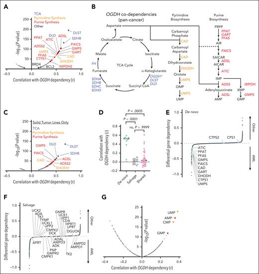 A functional genetic link between αKG dehydrogenase activity and de novo nucleotide biosynthesis exists across cancers. (A) Gene codependency with OGDH across all cancers. The graph shows correlation (r; x-axis) and –log10(P value) (y-axis; genes with P > 10E-5 not shown) of gene dependency with OGDH dependency across all cancer types, based on composite depletion or enrichment of sgRNAs targeting individual genes across available CRISPR screens. A positive Pearson coefficient indicates gene codependency with OGDH. Selected genes of interest are labeled with blue indicating TCA enzymes; yellow, pyrimidine biosynthesis enzymes; and red, purine biosynthesis enzymes. (B) Schematic of the TCA cycle and its connectivity to purine and pyrimidine biosynthesis, highlighting significantly correlated OGDH codependencies as determined in the analysis depicted in panel A. (C) Gene codependency with OGDH in nonhematologic cancers. The analysis was conducted as in panel A, except that hematologic cancers were excluded. (D) Quantification of the correlation between OGDH and all genes encoding components of the de novo nucleotide biosynthesis pathway, nucleotide salvage pathway, or shared between these 2 pathways. P values are indicated (Kruskal-Wallis with Dunn multiple comparisons test). (E-F) Differential gene dependency in AML vs all non-AML (other) cancer types, based on difference of mean depletion or enrichment of sgRNAs targeting individual genes across available CRISPR screens. An y-axis value <0 indicates preferential dependency in AML, and an y-axis value >0 indicates preferential dependency in other cancer types. The highlighted genes are those encoding components of the de novo nucleotide synthesis pathway (E; green) and those encoding components of the nucleotide salvage pathway (F; gray). Each data point represents an individual gene. (G) Correlation of relative metabolite levels with OGDH dependency across all cancer cell types. A positive Pearson coefficient indicates relative enrichment of an individual metabolite in cells demonstrating OGDH dependency. Selected nucleotide precursors are labeled. CMP, cytidine 5′-monophosphate; GMP, guanosine monophosphate; ns, not significant.