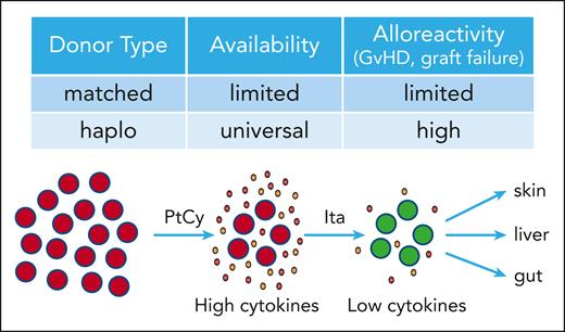 Suppression of alloreactive T cells in haplo-SCT by itacitinib. Haplo-SCT provides rapid and near universal donor availability, but comes with increased alloreactivity. PtCy depletes alloreactive T cells and thereby reduces GVHD and graft failure. Itacitinib suppresses alloreactive T cells further lowering GVHD damage in target organs (skin, liver, gut).