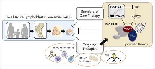 Schematic overview of the potential therapeutic benefits of a novel epigenetic treatment strategy for T-ALL, as described by Han et al. Next to the current standard of care (chemotherapy), several targeted therapies have emerged. These include immunotherapies, the BCL-2 inhibitor venetoclax, and tyrosine kinase inhibitors (TKI). The promising new approach involves direct inhibition of the histone modifier WDR5 using OICR-9429. Adding indirect WDR5 inhibition by targeting the casein kinase 2 (CK2)-IKAROS axis through the cell cycle repressor CX-4945 resulted in remarkable synergistic activity.