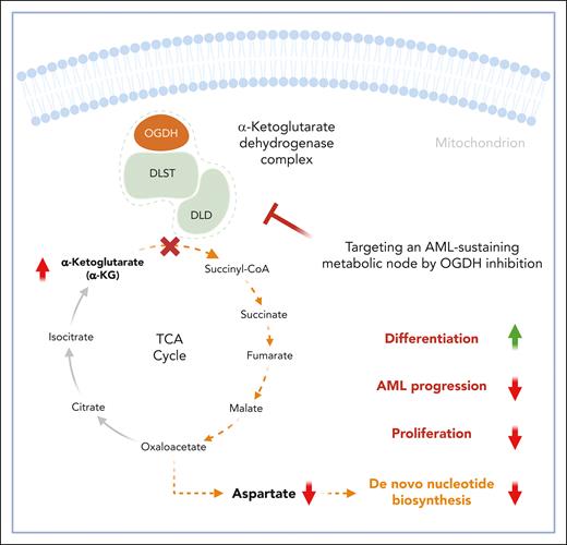 α-KGDH–mediated α-KG production is essential for fueling the TCA cycle and maintaining aspartate pools, which are crucial for de novo nucleotide biosynthesis in AML cells. Inhibition of OGDH, the E1 subunit of α-KGDH, disrupts this process, resulting in impaired nucleotide metabolism. This disruption leads to cell cycle arrest, promotes cellular differentiation, and reduces the proliferative capacity of AML cells. The figure was created with BioRender.com.