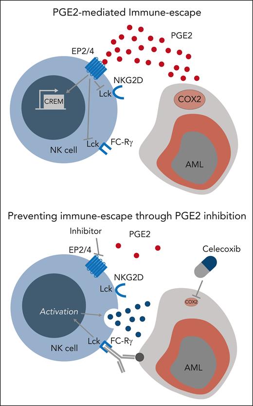 Blockade of the PGE2-EP2/4 axis prevents AML immune escape from NK-cell killing.
