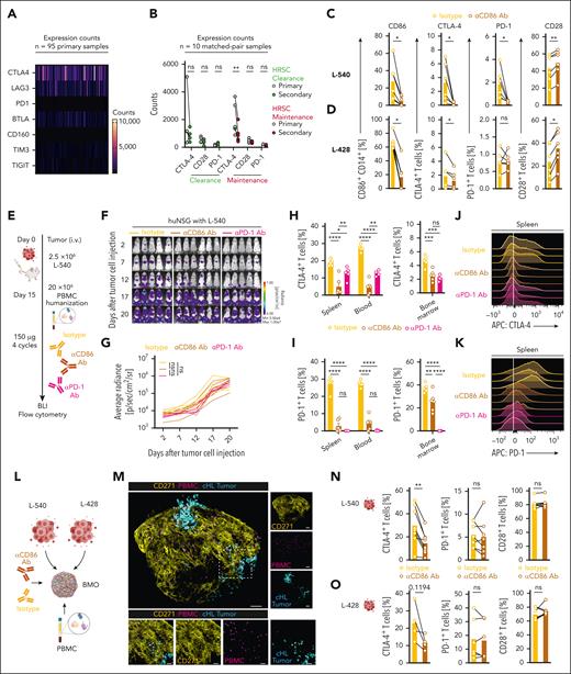 CD86 blockade reduces expression of inhibitory cell surface markers PD-1 and CTLA-4 on cHL-associated T cells. (A) Heat map illustrating expression of inhibitory signaling molecules of the NIVHAL cohort (n = 95 primary diagnosis samples). Each line represents 1 patient. (B) Change of inhibitory signaling molecules between primary (gray) and secondary (red) biopsies. Treatment response was evaluated by a board-certified pathologist and classified into HRSC clearance (light green, n = 4) or HRSC maintenance (red, n = 6). Statistical significance was calculated using 2-way ANOVA with Sidak multiple comparison correction. (C-D) Expression of indicated antigens on either CD14+ monocytes (left, CD86) or CD3+ T cells (middle left, CTLA-4; middle right, PD-1; right, CD28) measured by flow cytometry. cHL cell lines (L-540, C; L-428, D) and PBMCs were cocultured with either αCD86 antibody (mustard) or isotype control antibody (yellow). Data are mean ± SEM from 6 independent donors. Statistical significance was calculated using Wilcoxon signed rank test. (E) Summary of the treatment schedule used for humanized L-540 xenograft in vivo experiments. (F-G) BLI images (F) and fLuc-BLI–based quantification of tumor burden (G) of L-540 tumor-bearing mice injected with human PBMCs and treated with αCD86 antibody (mustard), isotype control antibody (yellow), or αPD-1 antibody (magenta). (H-I) Flow cytometric quantification of CTLA-4 (H) or PD-1 expression (I) in different organs on CD3+ T cells in different organs. There were 5 to 6 mice per group. Statistical significance was calculated using 2-way ANOVA with Tukey multiple comparison correction. (J-K) Representative histograms illustrating expression of CTLA-4 (J) or PD-1 (K) on CD3+ T cells in the spleen. (L) Overview of experimental scheme used to induce CD86 blockade in complex BMO. (M) Representative confocal images of cHL-PBMC-BMO cocultures. Yellow: mesenchymal tissue (CD271); violet: PBMC; turquoise: cHL tumor cells. Magnified images of the rectangle area are depicted at the bottom. (N-O) Expression of indicated antigens on CD3+ T cells (left, CTLA-4; middle PD-1; right CD28) in coculture with L-540 (N) or L-428 (O) cHL tumor cell lines measured by flow cytometry. cHL cell lines and BMO were cocultured either with αCD86 antibody or isotype control antibody. Data are mean ± SEM from n = 4-8 independent donors and BMO. Scale bar in panel M 100 µm (top), 30 µm (bottom). Statistical significance was calculated using Wilcoxon signed rank test. For all panels: ∗P < .05; ∗∗P < .01; ∗∗∗P < .001; ∗∗∗∗P < .0001. ns, P > .05.