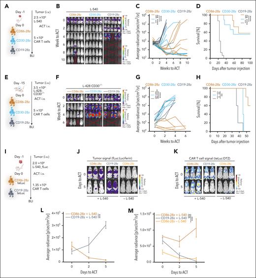 CD86-28z CAR T cells elicit a strong antitumor response toward cHL cell lines in vivo. (A) Summary of the treatment schedule used for L-540 xenograft in vivo experiments. (B-D) BLI images (B), fLuc-BLI–based quantification of tumor burden (C), and Kaplan-Meier estimation of overall survival (D) of L-540 tumor-bearing mice treated with CD86-28z, CD30-28z, or CD19-28z CAR T cells, respectively. (B) Representative fLuc-BLI images of 5 mice per group of 1 of 2 independent experiments. (C-D) Pooled data from 2 independent experiments of total 10 mice per group are depicted. (E) Summary of the in vivo treatment schedule used for L-428–CD30−/− cells xenografted into NSG mice. (F-H) BLI images (F), fLuc-BLI–based quantification of tumor burden (G), or Kaplan-Meier estimation of overall survival (H) of L-428–CD30−/− tumor-bearing mice, treated with CD86-28z, CD30-28z, or CD19-28z CAR T cells, respectively. There were 5 mice per group. (I) Treatment scheme used to determine antigen-specific proliferation of CD86-28z CAR in cHL xenograft models in vivo. (J-M) Representative BLI images of tumor cell proliferation (fLuc-BLI images; J) or T-cell proliferation (teLuc-BLI images; K). Quantification of fLuc (L) or teLuc signal (M), respectively. There were 2 to 3 mice per group. Error bars indicate SEM. For all panels, statistical significance was calculated using 2-way ANOVA with Sidak multiple comparison correction. For Kaplan-Meier curves, statistical significance was calculated with a log-rank test. ∗P < .05; ∗∗P < .01; ∗∗∗P < .001; ∗∗∗∗P < .0001. ns, P > .05.