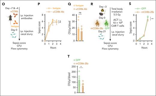 mCD86-28z CAR T cells are safe and do not interfere with bacterial host defense in polymicrobial sepsis models. (A) Summary of the treatment schedule used for toxicity assessment in C57Bl/6 mice. (B) Weight curves of mice treated with CD86-28z (mocha) or GFP control T cells (forest). There were 5 to 8 mice per group. As control mCD86-28z CAR T cells were injected in non-lymphodepleted mice (gray, n = 3). (C) Percentage of transferred T cells in the blood of C57Bl/6 mice at indicated time points after adoptive T-cell transfer (ACT) measured by flow cytometry. (D) Percentage of CD86+ B cells (left) or CD86+ monocytes (right) in the blood of C57Bl/6 mice at indicated time points after ACT. (E) Simple linear regression of CD3+CD8+ GFP+ T cells (x-axis) and CD86+ B cells (y-axis) in the blood of the mice over the different time points after ACT (days 6, 13, 23). r = Pearson correlation coefficient. (F-H) Mice were sacrificed 28 days after ACT, and organs were analyzed by flow cytometry. (F) Percentage of transferred T cells in the different organs of C57Bl/6 mice. (G) Immune cell composition in organs. (H) Percentage of CD86+ CD11b+ cells in different organs. (A-H) Data are mean ± SEM of 3 to 8 mice per group. Statistical significance was calculated using 2-way ANOVA with Tukey multiple comparison correction. (I,L) Summary of the treatment schedule used to assess formation of antigen-specific T cells in C57Bl/6 mice. (J,M) Percentage of OVA-specific T cells in the blood or spleen of antibody (J; n = 4-5 mice per group) or CAR T cell-treated mice (M; n = 7-8 mice per group). SINFEKL pentamer staining was used to measure antigen-specific T cells by flow cytometry. (K,N) IFN-γ–positive T cells measured by intracellular flow cytometry after restimulating harvested splenocytes with a SINFEKL peptide. (K,N) Mice were injected with aCD86 antibody or isotype control antibody on the indicated days (K) or treated with depicted amounts of mCD86-28z CAR T cells or GFP control T cells (N). (O,R) Summary of the treatment schedule used to assess bacterial host defense in C57Bl/6 mice. (O) 4 to 5 mice per group. (R) 8 mice per group. (P,S) Sepsis severity score after injection of cecal slurry. (Q,T) Bacterial colony counts in the blood (colony formation units per microliter) of mice IP injected with cecal slurry. For all panels, data are mean ± SEM of the indicated n number. Statistical significance was calculated using 2-way ANOVA with Sidak or Tukey multiple comparison correction or unpaired t test. ∗P < .05; ∗∗P < .01; ∗∗∗P < .001; ∗∗∗∗P < .0001. ns, P > .05. i.p., intraperitoneal.