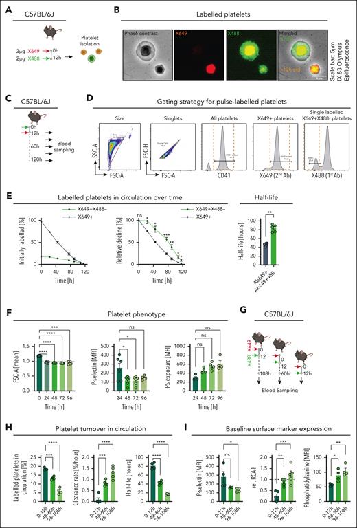 Tracking of platelet age cohorts in vivo. (A) Pulse-labeling scheme in C57BL/6J mice. (B) Representative image of isolated platelets from pulse-labeled mice spread on a fibrinogen-coated chamber. (C) Experimental outline depicting C57BL/6J mice pulse-labeled with X488 and X649 antibodies at 12-hour interval with repetitive blood sampling over time. (D) Representative gating strategy for flow cytometric analysis of pulse-labeled platelets in whole blood. (E) Graph showing percentage of labeled platelets (of all CD41+ platelets) over time, with 2-way repeated measures (RM) analysis of variance (ANOVA), comparison between labeled platelet groups (P = .0008), with the post hoc Šídák multiple comparisons test; bar graph depicting half-life of labeled platelets; paired t test, 2-tailed (P = .0021; n = 5). (F) Single-labeled platelet size; RM 1-way ANOVA (P < .0001); P-selectin expression over time in single-labeled platelets (RM 1-way ANOVA; P = .0289); phosphatidylserine exposure (RM 1-way ANOVA, P = .0178), with the post hoc Dunnett multiple comparisons test. (G) Scheme for pulse-labeling mice 108, 60, and 12 hours before sampling to determine platelet phenotype in different age cohorts simultaneously. (H) Graphs depicting single-labeled platelet percentage in circulation (n = 4 per group), platelet clearance rate (n = 5 per group), and platelet half-life (n = 4 per group); ordinary 1-way ANOVA for each graph, P < .0001; the post hoc Dunnett multiple comparisons test compared with the 0- to 12-hour group. (I) Platelet surface markers of single-labeled platelets: P-selectin mean fluorescence intensity (MFI; n = 4 per group), desialylation (RCA I binding MFI) relative to MFI of all platelets (n = 5 per group), and phosphatidylserine exposure measured by C1q binding (n = 4 per group); ordinary 1-way ANOVA, P = .0385, .0004, and .0063, respectively; the post hoc Dunnett multiple comparisons test compared with the 0- to 12-hour group. ∗P < .05; ∗∗P < .01; ∗∗∗P < .001; ∗∗∗∗P < .0001; FSC-A, forward scatter; h, hours; ns, nonsignificant.; rel.RCA I, relative Ricinus Communis Agglutinin I binding; SSC-A, sideward scatter.