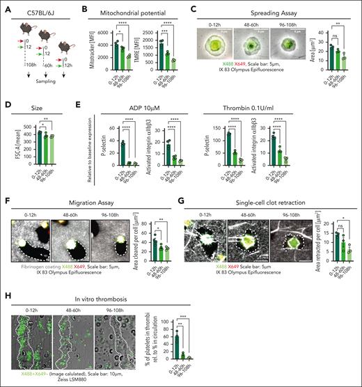 Aged platelets display diminished hemostatic and thrombotic potential in vitro. (A) Schematic outline showing pulse-labeled C57BL/6J mice (red arrow, X649; green arrow, X488). (B) MitoTracker and tetramethylrhodamine MFI of platelet age cohorts analyzed via flow cytometry (n = 4 per group; both P < .0001). (C) Representative micrographs of spread platelets and analysis of platelet size by area (n = 3 per group; P = .0060). (D) Platelet size measured by FSC-A (n = 4 per group; P = .0085). (E) Flow cytometric measurements of P-selectin expression (MFI) and GPIIbIIIa (αIIbβ3) integrin activation (MFI) in washed platelets after treatment with agonists relative to their expression after phosphate-buffered saline (PBS) treatment (n = 4 per group; all P < .0001). (F) Representative images of single-labeled platelet migration on labeled fibrinogen substrate and quantification of migration as cleared area (n = 4 per group; P = .0094); outlined area showing cleared substrate. (G) Representative micrographs showing single-cell clot retraction assay of pulse-labeled platelets with fibrinogen and platelet poor plasma (n = 3 per group; P = .0406); outlined area showing retracted substrate. (H) Representative micrographs of single-labeled platelets (using Image Calculator in ImageJ: subtracting X649 labeled from X488) showing in vitro thrombus formation with whole blood on collagen I (n = 3 per group); white dotted lines enclose area depicting thrombi; bar graph depicting percentage of single-labeled platelets in thrombus relative to the percentage of single-labeled platelets in blood (P = .0005). Statistical tests for all, ordinary 1-way ANOVA with the post hoc Dunnett multiple comparisons test compared with 0- to 12-hour group. ∗P < .05; ∗∗P < .01; ∗∗∗P < .001; ∗∗∗∗P < .0001; h, hour; ns, nonsignificant.