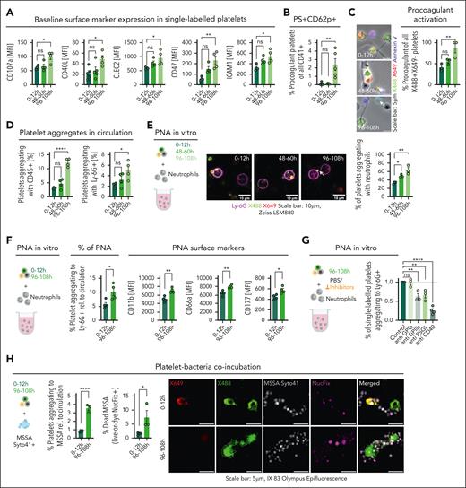 Aged platelets show increased thromboinflammatory potential in vitro. (A) Bar graphs representing flow cytometric analysis of baseline surface markers of platelet age cohorts in whole blood (n = 4 per group; P = .0106, .0291, .0484, .0216, .0047, and .0216, respectively). (B) Bar graph depicting the percentage of single-labeled platelets that are PS+P-selectin–positive (P = .0023). (C) Representative micrographs and quantification of procoagulant activation of single-labeled platelets seeded on collagen I/fibrinogen matrix (n = 3 per group); graph showing percentage of single-labeled procoagulant platelets (P = .0145). (D) Bar graphs showing PLA (percentage of single-labeled platelets aggregating with leukocytes; P < .0001) and PNA (percentage of single-labeled platelets aggregating with neutrophils; P = .0318) in mouse whole blood (n = 4 per group). (E) Schematic outline, representative micrographs, and quantification of isolated platelets from pulse-labeled mice coincubated with isolated neutrophils (n = 3 per group); bar graph representing percentage of single-labeled platelets of total platelets aggregating with neutrophils (P = .0038). (F) Schematic outline of isolated platelet-rich plasma from pulse-labeled C57BL/6J mice coincubated (n = 4 per group) with isolated neutrophils (nonlabeled C57BL/6J mice, n = 2); bar graph representing the percentage of single-labeled platelets out of total platelets aggregating with neutrophils relative to their percentage in circulation (P = .0322); bar graphs depicting surface marker expressions in neutrophils post aggregation with pulse-labeled platelets: CD11b (P = .0030), CD66a (P = .0054), CD177 (P = .0143); statistical tests, unpaired t tests, 2-tailed. (G) Platelets isolated from mice pulse-labeled 108 hours before experiment treated with anti-GPIb, anti-GPIIbIIIa, anti-PSGL, and anti-CD40 Fab fragments/antibodies coincubated with isolated neutrophils; quantification of single-labeled platelets aggregating with neutrophils relative to control depicted in a bar graph (P < .0001). Statistical tests for panels A-E and 3G, ordinary 1-way ANOVA with the post hoc Dunnett multiple comparisons test. (H) Schematic outline shows pulse-labeled platelets coincubated with methicillin-susceptible S aureus prestained with SYTO 41 dye (5 μM), followed by staining with Live-or-Dye NucFix of killed bacteria; bar graphs depicting percentage of pulse-labeled platelets aggregating to methicillin-susceptible S aureus (MSSA) relative to their percentage in circulation (<0.0001) and the percentage of dead bacteria represented by the percentage of MSSA that are positive for NucFix (0.0408); statistical tests, unpaired t tests, 2-tailed. ∗P < .05; ∗∗P < .01; ∗∗∗P < .001; ∗∗∗∗P < .0001. h, hour; ns, nonsignificant.