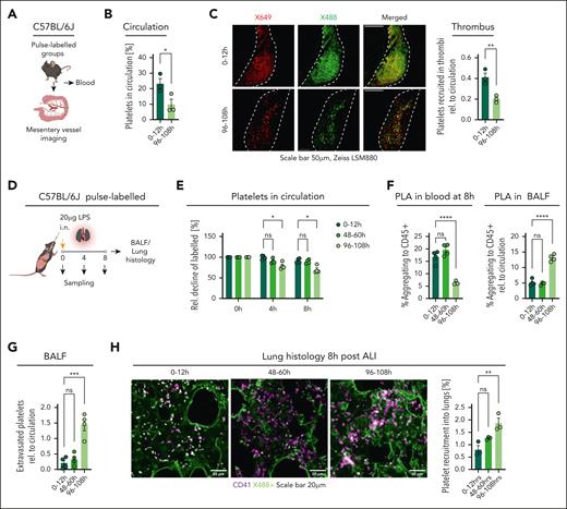 Recruitment of specialized age subsets in thrombosis and inflammation in vivo. (A-C) C57BL/6J mice (n = 3 per group) were pulse labeled 108 hours and 12 hours before blood sampling and mesentery vein imaging; experimental outline (A); percentage of single-labeled platelets in circulation (B; unpaired t test, 2-tailed P = .0492); Representative micrographs depicting thrombi initiated by exposing mesentery vein to FeCl3 (C); bar graphs depicting the percentage of area covered in thrombus by single-labeled platelets relative to platelet percentage in circulation in panel B (unpaired t test, 2-tailed, P = .0097). (D-H) Pulse-labeled C57BL/6J mice (E-G; n = 4 per group) were subjected to acute lung injury; experimental outline (D); percentage decline of single-labeled platelets in circulation (E; 2-way RM ANOVA, comparison between labeled platelet groups: P = .0022, with the post-hoc Dunnett multiple comparisons test); PLA formation in circulation 8 hour after acute lung injury (ALI) and in BALF (F; both P < .0001); percentage of single-labeled platelets recruited in BALF relative to the percentage in circulation 8 hour after ALI (G; P = .0002); C57BL/6J mice (n = 3 per group) were euthanized 8 hour after acute lung injury (H); lung histology was performed via staining with CD41; percentage of single-labeled platelets recruitment depicted in the bar graph (P = .0072); For panels F-H, the reported P values are from ANOVA summary; statistical tests, ordinary 1-way ANOVA with the post-hoc Dunnett multiple comparisons test compared with the 0- to 12-hour group. ∗P < .05; ∗∗P < .01; ∗∗∗P < .001; ∗∗∗∗P < .0001; h, hours; ns, nonsignificant.