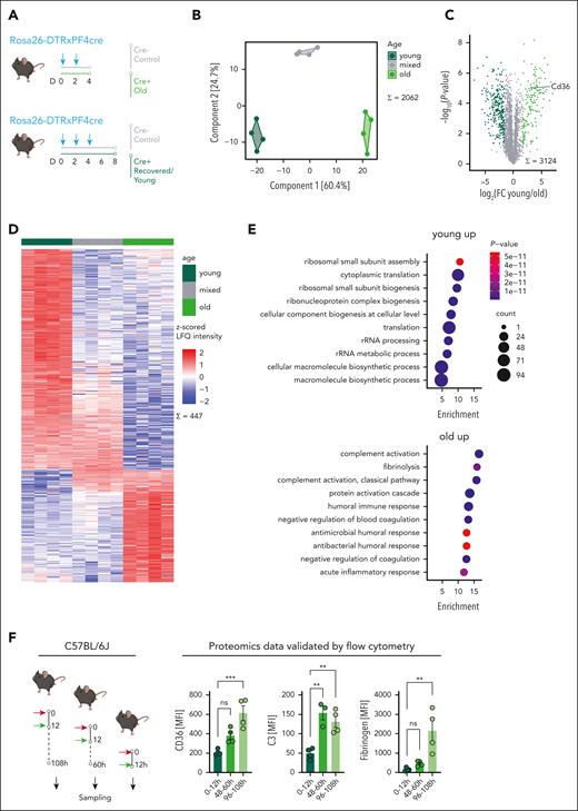 Platelet aging proteomics. (A-E) Rosa26-DTRxPF4cre mice were administered with DT, intraperitoneally every 48 hours; mixed-aged platelet cohorts were isolated from Cre– mice 4 days after serial DT injections (n = 4); platelets aged >4 days were collected 4 days after serial DT injections in Cre+ mice (n = 4); platelets aged <1 day were collected 8 days after serial DT injections in Cre+ mice during platelet recovery phase (n = 4); schematic outline (A); principal component analysis of all 2062 proteins quantified (n = 4) (B); volcano plot (C) of a student t test (P < .05; |log2 fold change| > 2) comparing 3124 proteins in the young (left) and old (right) cohorts; heat map (D) of the 447 significant proteins from panel C; Fisher exact test enrichment analysis (false discovery rate <0.02; count ≥10, top 10) of gene ontology biological pathway terms (E) among differential proteins from panel C. (F) Proteomic findings were confirmed by analyzing surface marker expression of single-labeled platelets in pulse-labeled C57BL/6J mice (n = 4 per group) via whole blood flow cytometry; CD36 (P = .0009), C3 (P = .0013) and fibrinogen (P = .0035); statistical tests, ordinary 1-way ANOVA with the post hoc Dunnett multiple comparisons test compared with the 0- to 12-hour group. ∗∗P < .01; ∗∗∗P < .001; FC, fold change; h, hour; LFQ, label-free quantification; ns, nonsignificant; rRNA, ribosomal RNA.