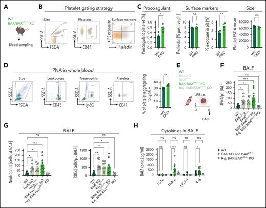 Increased platelet half-life fosters inflammation. (A) Schematic outline showing blood sampling from WT and BAK/BAXplt–/– DKO. (B) Gating strategy for procoagulant platelets. (C) Bar graphs depicting flow cytometric analysis of percentage (%) of procoagulant platelets (P = .0121), P-selectin–positive platelet percentage (0.4077), PS+ platelet percentage (0.0092), and platelet size forward scatter area (0.0915). (D) Gating strategy for PNA in whole blood; bar graph shows the percentage of CD41+ aggregated to Ly-6G+ cells (P = .0031). Statistical tests for panels A-D, unpaired t tests, 2-tailed. (E) Experimental outline of acute lung injury in WT (n = 10), BAK KO (n = 8), BAXplt–/– (n = 10), BAK BAXplt–/– KO (n = 9), and rejuvenated BAK BAXplt–/– KO (n = 4) after antibody-mediated platelet depletion. (F) Bar graphs showing flow cytometric analysis of PNA (P = .0010). (G) RBC count (P = .0017) and neutrophil counts (P = .0009) in BALF. For panels F-G, ordinary 1-way ANOVA with post hoc Dunnett multiple comparisons test compared with WT. (H) Assessment of cytokine measurements in BALF, 2-way ANOVA comparison between mouse strains (P < .0001), with the post hoc Dunnett multiple comparisons test compared with WT. ∗P < .05; ∗∗P < .01; ∗∗∗P < .001; ∗∗∗∗P < .0001; FSC-A; h, hour; IL, interleukin; LPS i.n., lipopolysaccaride intranasally; ns, nonsignificant; SSC-A, sideward scatter; TNF-α, tumor necrosis factor α.