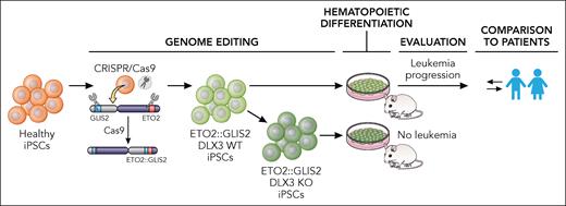 An iPSC model of ETO2::GLIS2-driven acute megakaryoblastic leukemia. Boudia et al genome edited healthy iPSCs to express the ETO2::GLIS2 oncofusion. After differentiation to blood, cells were transplanted to mice and leukemia initiation and progression was evaluated. The features observed were compared with patient samples. The authors also generated ETO2::GLIS2 iPSCs deficient in DLX3 (KO), which resulted in loss of the leukemia-initiating ability in mice. iPSC, induced pluripotent stem cell; KO, knockout; WT, wild-type. Professional illustration by Patrick Lane, ScEYEnce Studios.