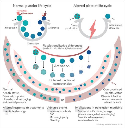 Aging platelets shift their hemostatic properties to inflammatory functions. Schematic representation of a normal platelet life cycle (top left), with platelet production in balance with platelet clearance and aging platelets in the circulation. The functional competency of platelets shifts, as proposed by Anjum et al, from a hemostatic to an inflammatory mode as they age. In general terms, an altered platelet life cycle (top right) occurs when, due to various reasons, there is stress megakaryopoiesis (with the release if immature platelets, represented as dotted circles) or accelerated platelet clearance. Platelet qualitative differences due to stress production, or modifications while in circulation, including aging, impact the platelet functional competency (center, focusing on aging). In summary, a normal platelet life cycle (physiological conditions of health) implies a balanced proportion of newly produced, aging, and cleared platelets. A disrupted platelet life cycle (due to a compromised health status or treatment) implies a dysbalanced proportion of platelets enriched for specific functional competencies. Finally, as platelets also age in platelet concentrates for transfusion, there will be functional shifts with storage time, in addition to potential changes driven by the platelet storage lesion. Older concentrates might potentially lead to transfusion-related adverse events in vulnerable hosts (with special concern when their platelet life cycle is altered or with underlying inflammation). DIC, disseminated intravascular coagulation; H, hemostasis; I, inflammation. The figure was created based on sketches by the author.