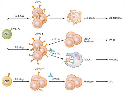 Self-antigen (self-Ags) stimulation induces VISTA expression on CD4+ T cells and induces self-tolerance.3 Alloantigen (allo-Ags) stimulation induces transient expression of VISTA, which is lost by 24 hours and induces GVHD. Anti-VISTA mAb given during this 24-hour time window deletes alloreactive T cells via antigen-dependent cellular phagocytosis (ADCP). CD8+ T cells are spared, and GVL is preserved. Illustration from NIAID NIH BIOART Source (bioart.niaid.nih.gov/bioart/). Professional illustration by Patrick Lane, ScEYEnce Studios.