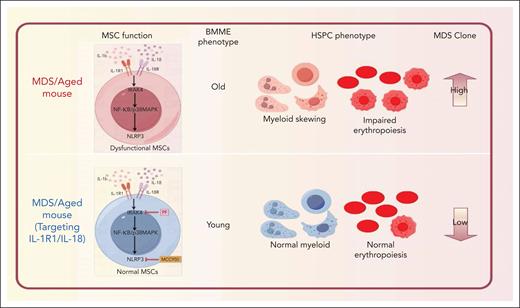 IL-1R1/NLRP3 signaling in the MDS/aged-associated mouse influences MSC dysfunction, BMME aging, skewing hematopoietic lineage differentiation, and promoting MDS clonal expansion. Targeting IL-1R1/IL-18 with IRAK4 inhibitor (PF06650833) and NLRP3 inhibitor (MCC950) reverses these phenotypes, restoring BM niche functionality.
